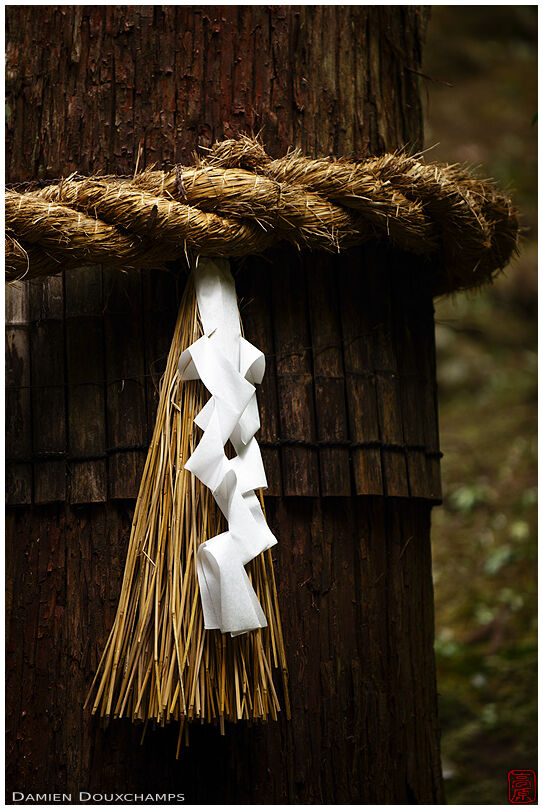 Thick rope around sacred tree in the Hakuryu-en garden, Kyoto, Japan