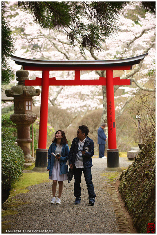 Couple strolling the grounds of Hakuryu-en garden during sakura season, Kyoto, Japan