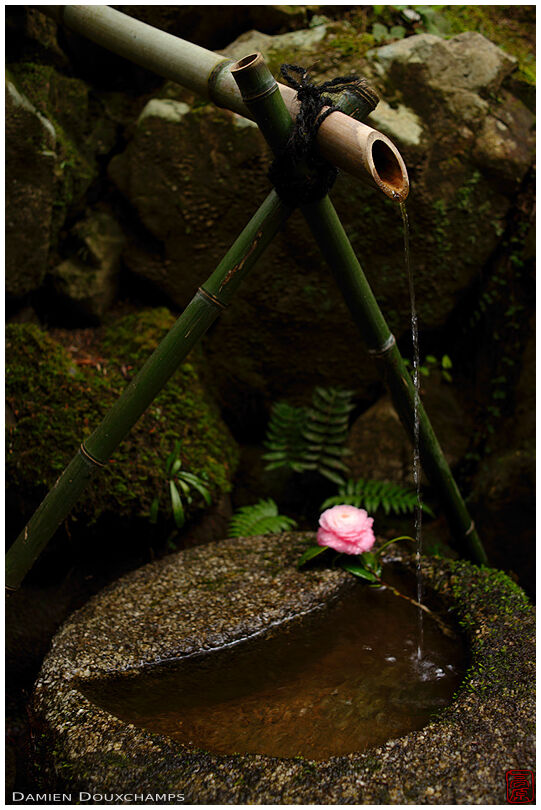 Moon-shaped tsukubai water basin with camellia, Hakuryu-en garden, Kyoto, Japan