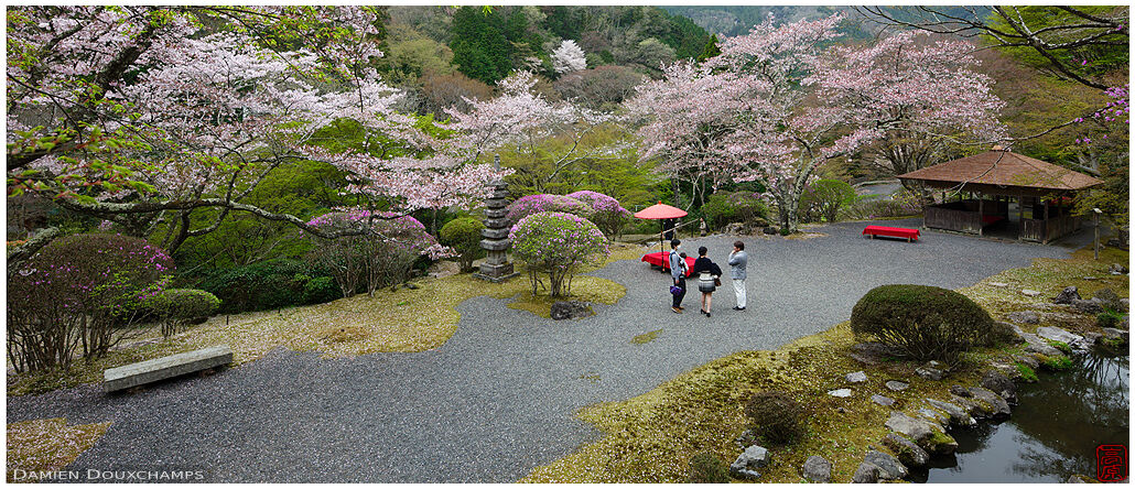 Cherry blossoms and blooming azalea in the Hakuryu-en garden, Kyoto, Japan