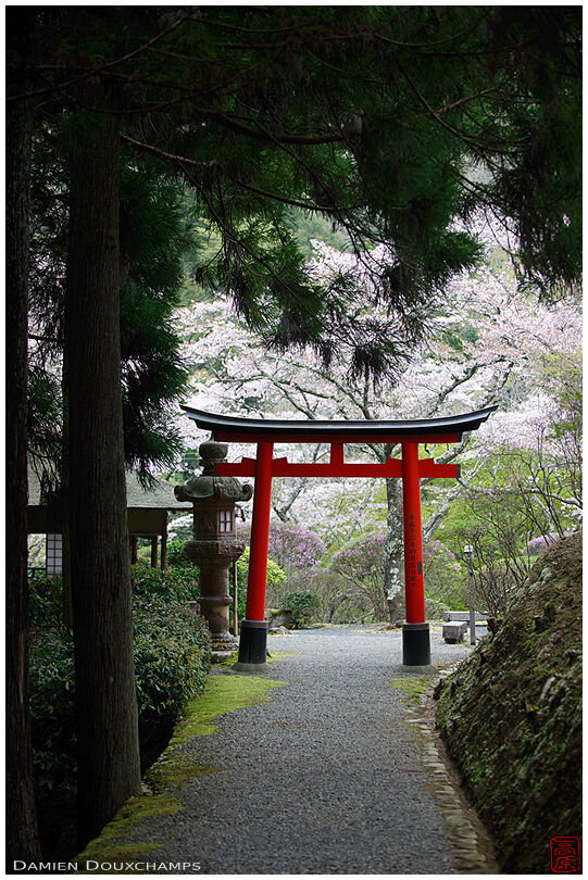 Torii gate during cherry blossom season, Hakuryu-en garden, Kyoto, Japan