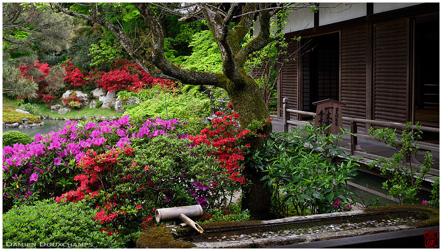 Long tsukubai water basin and red kirishima tsutusji azalea blooming in Shoren-in temple garden, Kyoto, Japan