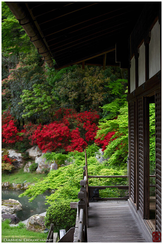 Red kirishima tsutsuji rhododendrons in Shoren-in temple gardens, Kyoto, Japan