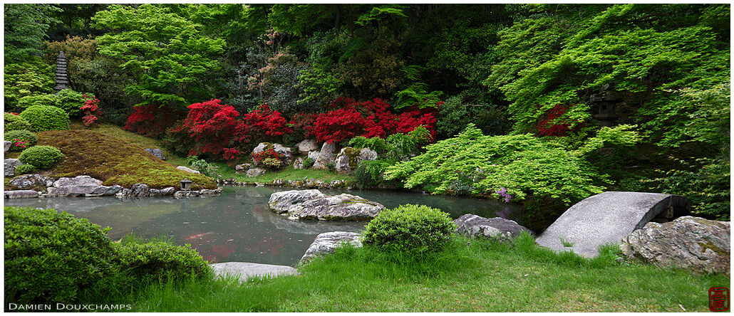 Red kirishima tsutsuji azalea around the pond of Shoren-in temple garden, Kyoto, Japan