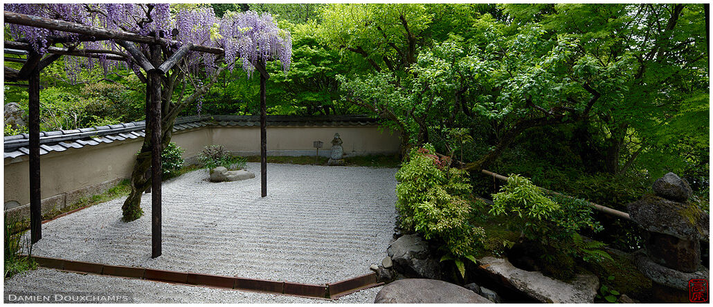 Wisteria over rock garden, Nobotoke-an temple, Kyoto, Japan