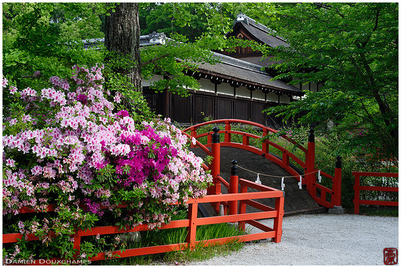 Red bridge and blooming rhododendrons in Shimogamo shrine, Kyoto, Japan