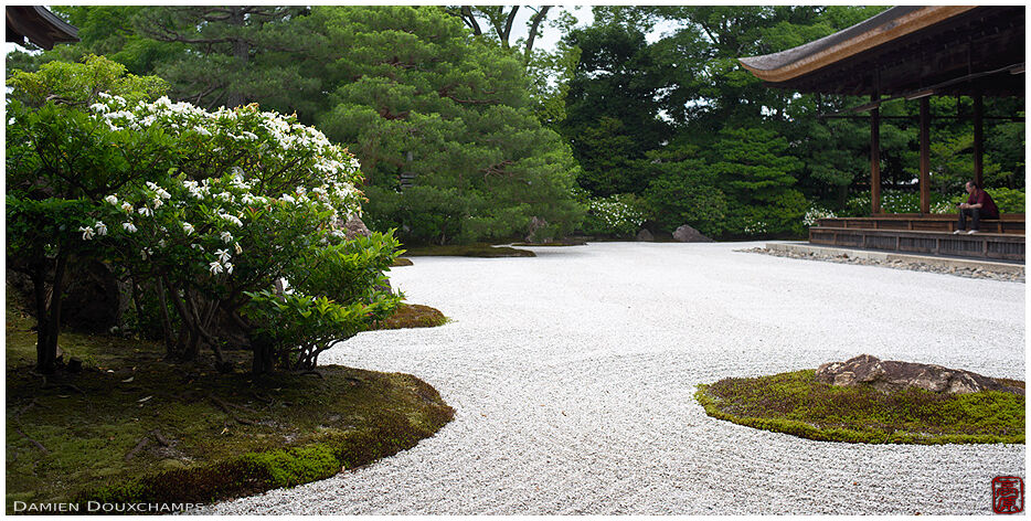 Man meditating on edge of zen garden with white flowring bush, Kennin-ji temple, Kyoto, Japan