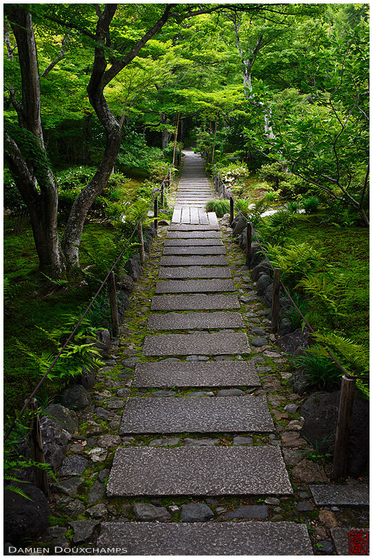 Path cutting across Hokyo-in temple lush maple garden in spring, Kyoto, Japan