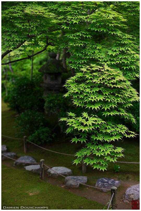Branch of perfect green maple leaves in the Okochi Sanso villa gardens, Kyoto, Japan