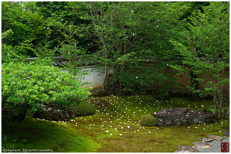Sala flowers fallen on moss garden, Torin-in temple, Kyoto