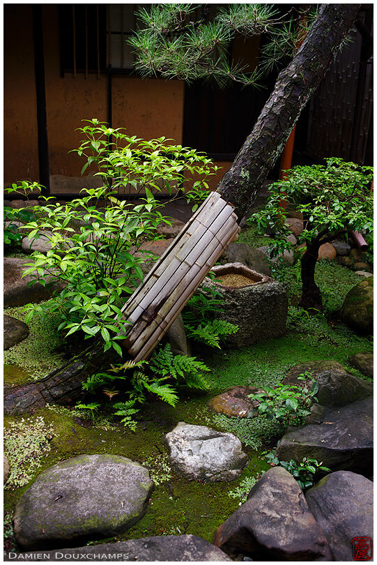 Bamboo protection on leaning tree, Fujita house garden, Kyoto, Japan