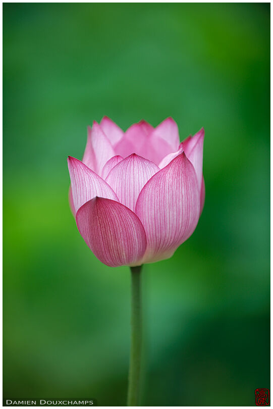 Portrait of a delicate pink lotus flower, Hokongo-in temple, Kyoto, Japan