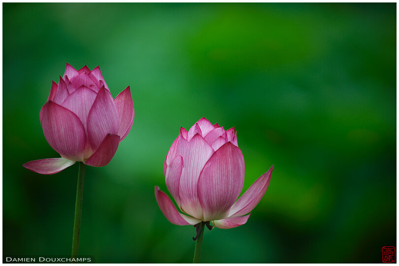 Two pink lotus flowers on Hokongo-in temple's pond, Kyoto, Japan