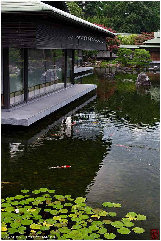 Koi carps in the pond of the Sate Guest House, Kyoto, Japan
