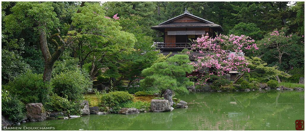 Sarusuberi tree blooming next to the Shusui-tei tea house, Kyoto, Japan