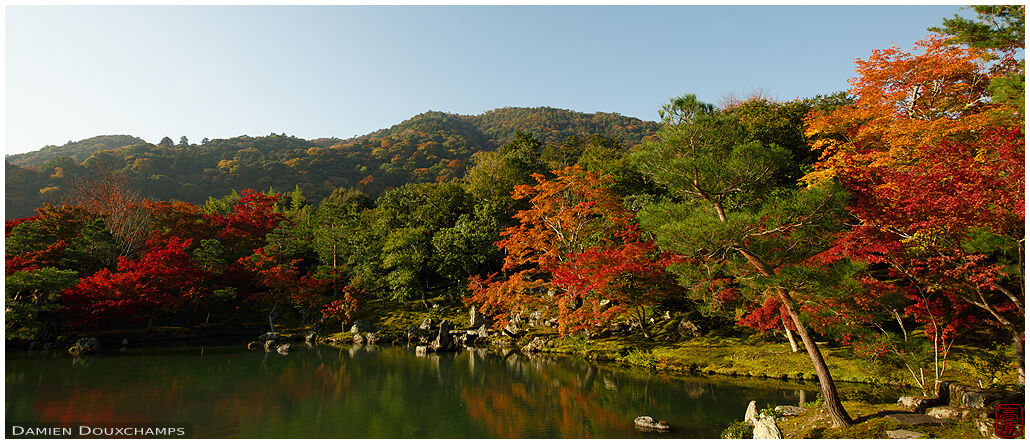 Early morning light on the maple trees surrounding the pond of Tenryu-ji temple's garden, Kyoto, Japan