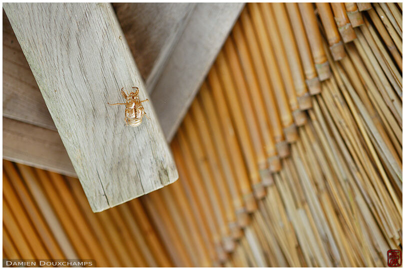 Locust moult hanging under zen garden entrance gate, Kyoto, Japan
