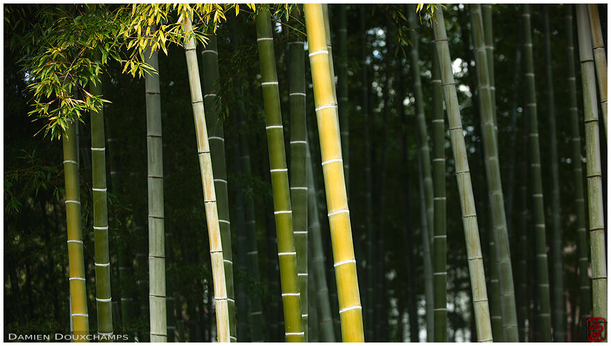 Bamboo grove in Manpuku-ji temple grounds, Kyoto, Japan
