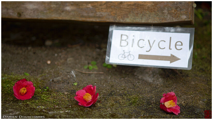 Fallen camellia and bicycle sign near Honen-in temple, Kyoto, Japan