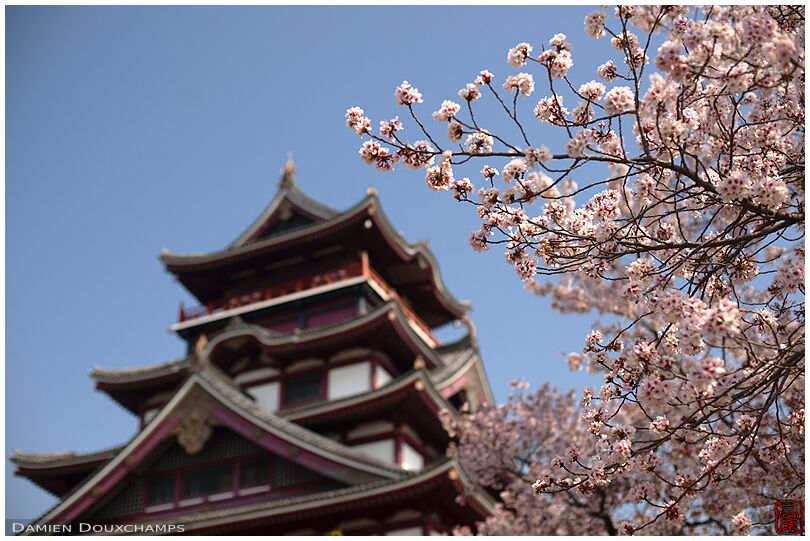 Cherry blossoms on Momoyama castle grounds, Kyoto, Japan