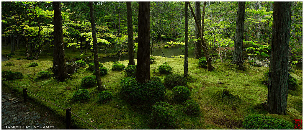 Lush green moss and vegetation in the garden of the Saiho-ji temple, Kyoto, Japan