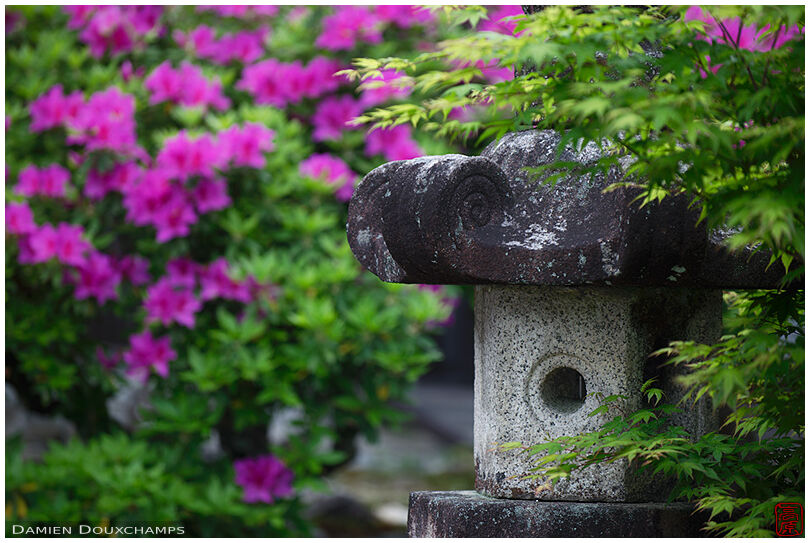 Stone lantern among blooming azalea, Kosho-ji temple, Kyoto, Japan