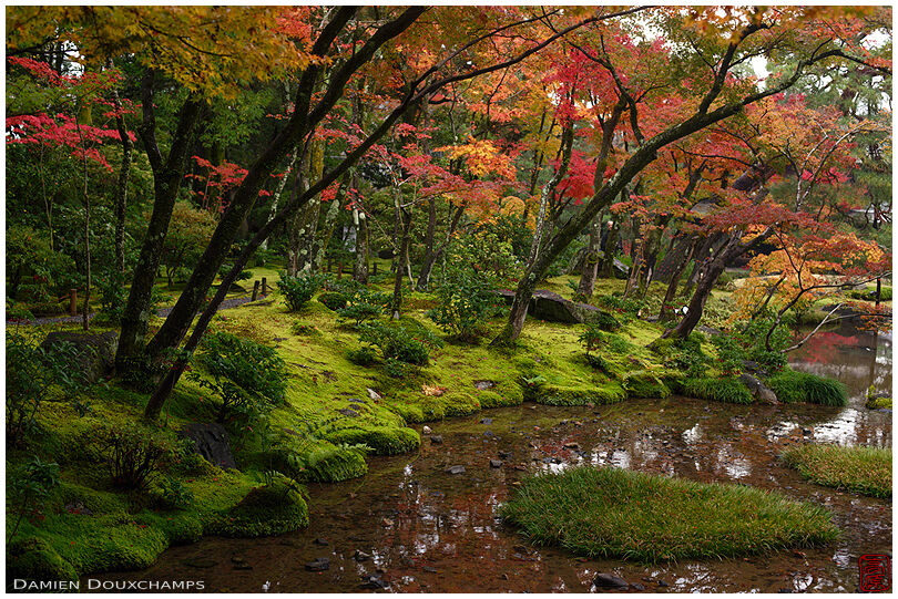 Moss garden and autumn colours, Murin-an, Kyoto, Japan