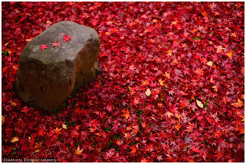 Fallen red maple leaves carpet on rainy day in Konpuku-ji temple, Kyoto, Japan