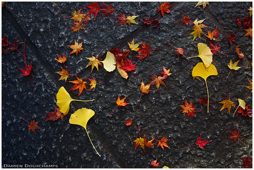 Red maple and yellow ginkgo fallen leaves on pavement, Shinyo-do temple, Kyoto, Japan
