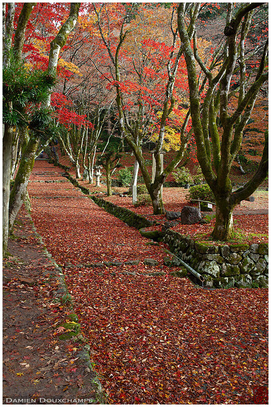 Late autumn and its carpet of fallen maple leaves on the path leading to Keisoku-ji temple, Shiga, Japan