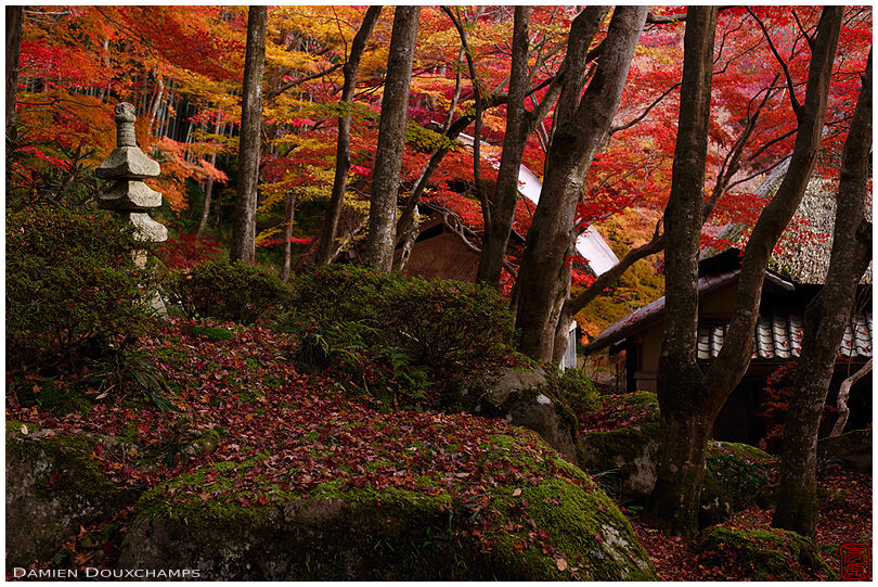Red foliage during autumn in the forest around Kyorinbo temple, Shiga, Japan