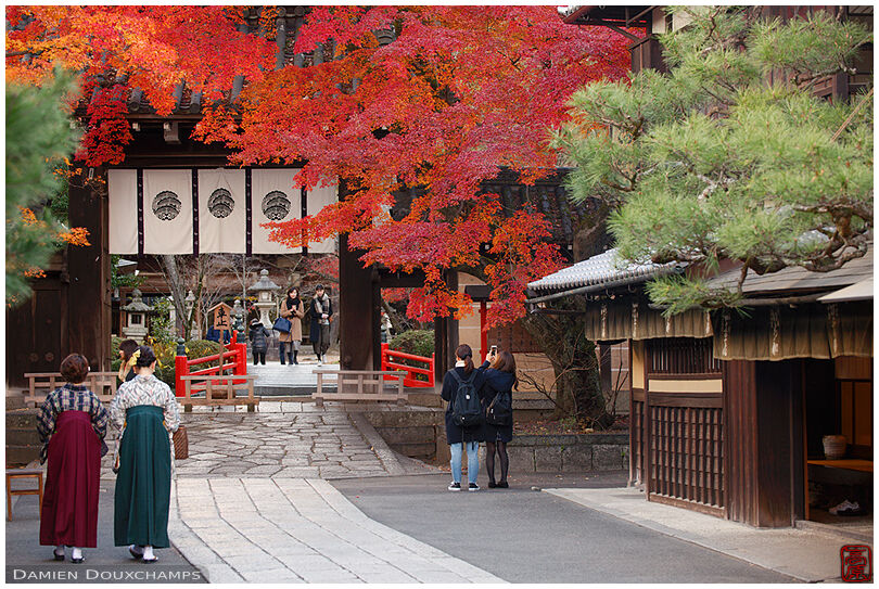Two women in kimono at the entrance gate to Imamiya shrine in autumn, Kyoto, Japan