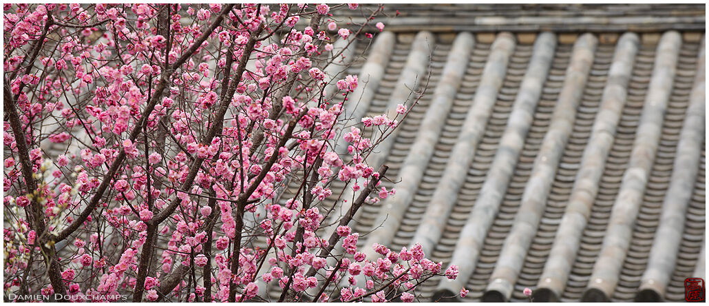 Pink cherry blossoms and temple gate roof lines in Todai-ji, Nara, Japan