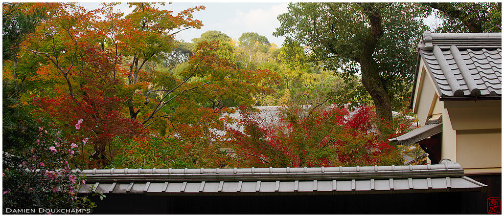 Autumn colors in the Kayuso villa, Kyoto, Japan