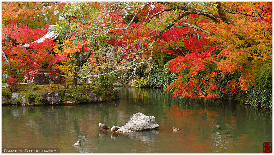 Autumn colours over the duck pond of Eikan-do temple, Kyoto, Japan