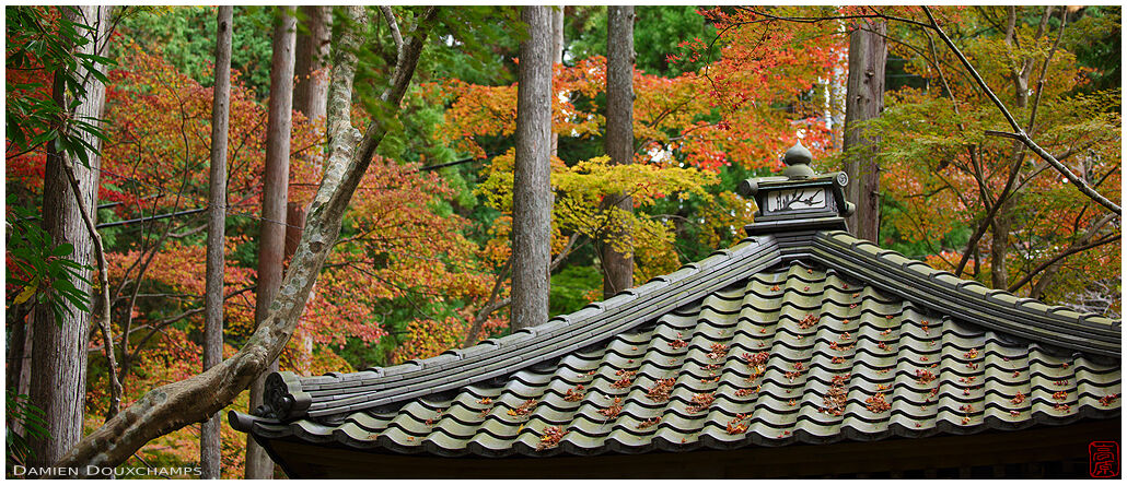 Early autumn foliage and small pavilion roof in the forest of Kongorin-ji temple, Shiga, Japan