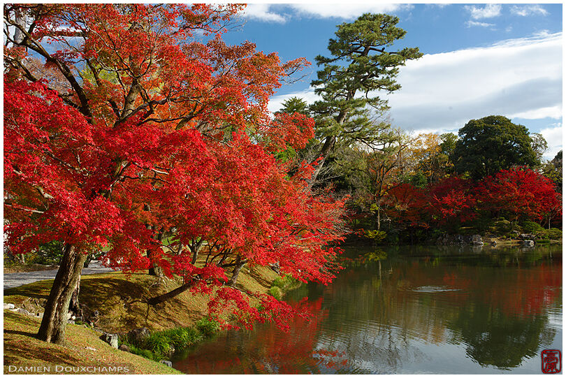 Red maple trees caressing a pond in the Sento imperial garden, Kyoto, Japan