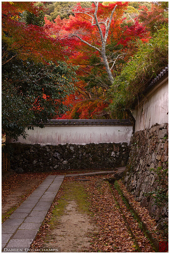 Autumn colors over the entrance path to Shoji-ji temple, Kyoto, Japan