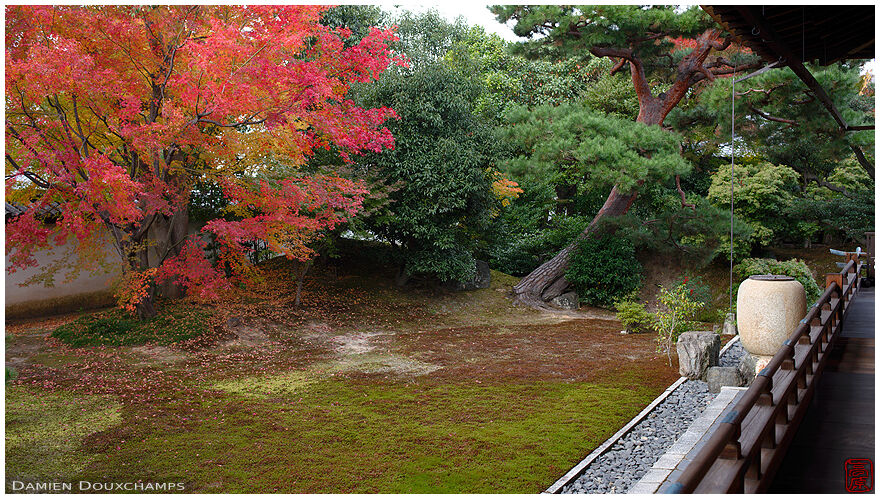 Moss garden with red maple tree in the Shokoku-ji temple gardens, Kyoto, Japan