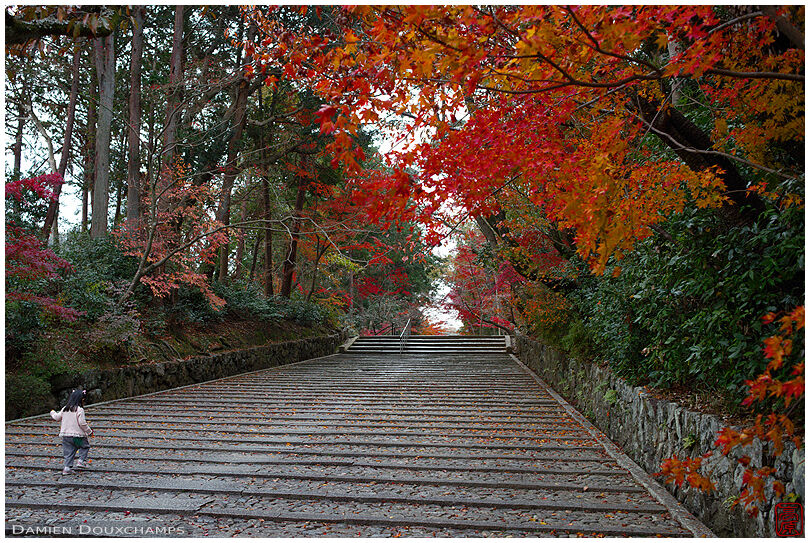 Small girl starting to climb the steps of Komyo-ji temple in autumn, Kyoto, Japan