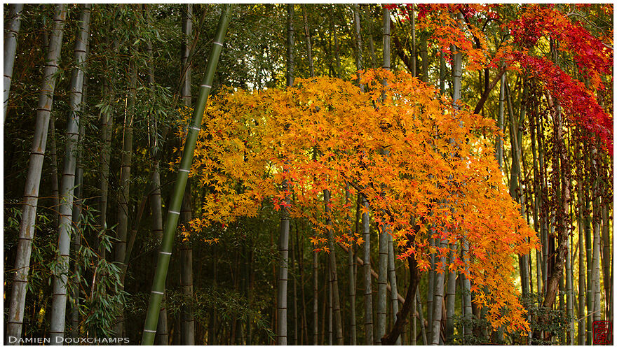 Autumn maple colours in bamboo forest, Enpuku-ji temple, Kyoto, Japan