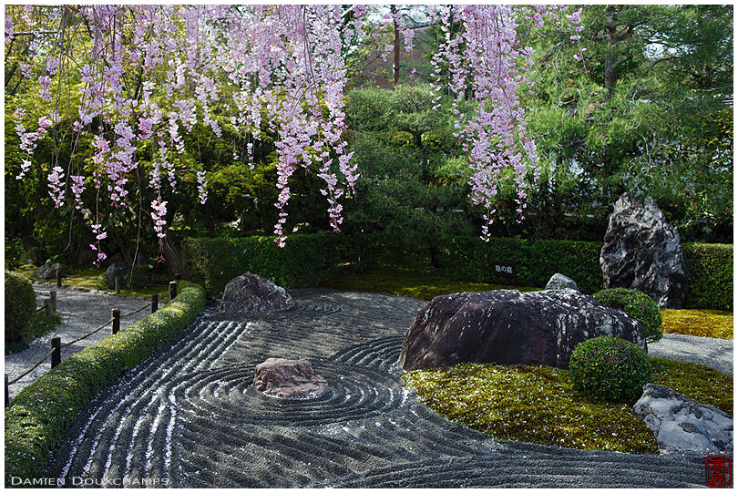 Pink cherry blossoms over dark rock garden in Taizo-in temple, Kyoto, Japan