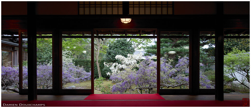 White and purple wisteria blooming in the garden of Chokei-in temple, Kyoto, Japan