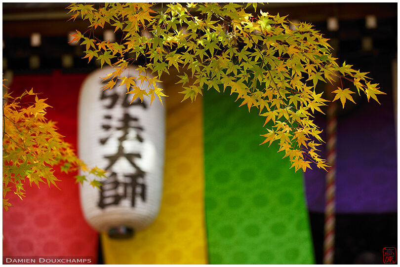 Yellow Japanese maple foliage in front of a temple building and its paper lantern, Kyoto, Japan