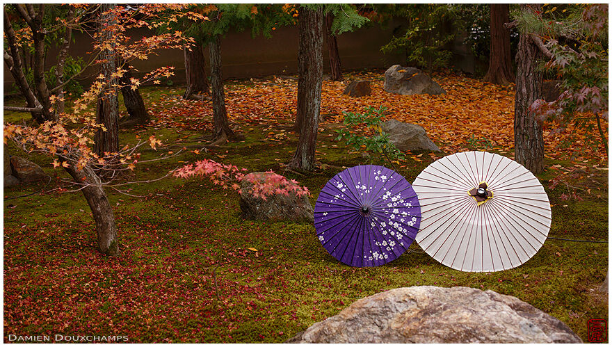 Traditional umbrellas in autumn garden, Shorin-ji temple, Kyoto, Japan