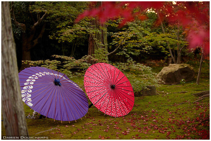 Traditional umbrellas drying in moss garden, Shorin-ji temple, Kyoto, Japan