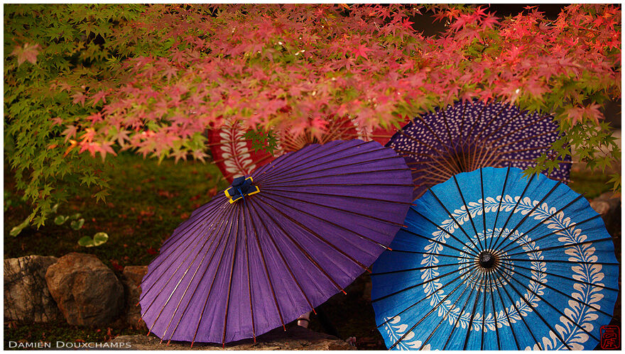 Traditional umbrellas under maple foliage, Shorin-ji temple, Kyoto, Japan