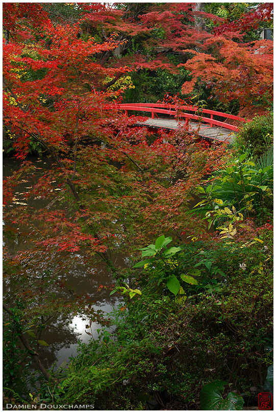 Autumn colors in hidden garden with a lovely red bridge, Okazaki-betsuin temple, Kyoto, Japan