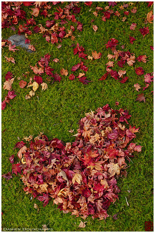 Fallen autumn leaves gathered in the shape of a heart on the moss garden of Giyo-ji temple, Kyoto, Japan