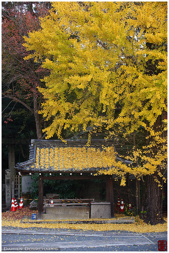 Gingko tree and its carpet of fallen yellow leaves in the Okazaki Betsuin temple, Kyoto, Japan